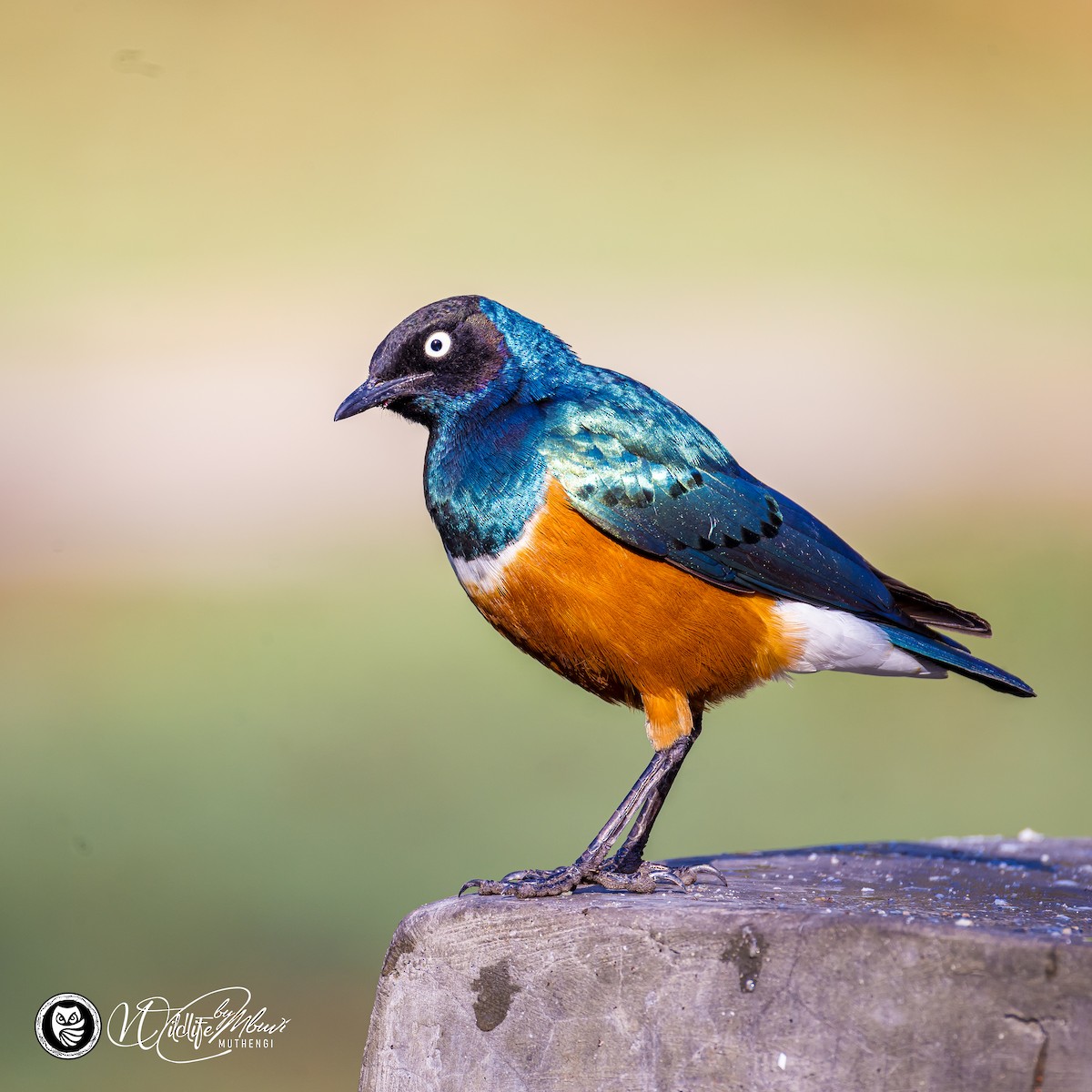 Superb Starling - ML639799793