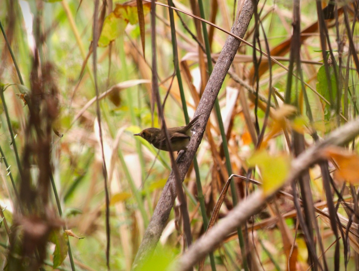 Fulvous-faced Scrub-Tyrant - ML639799797