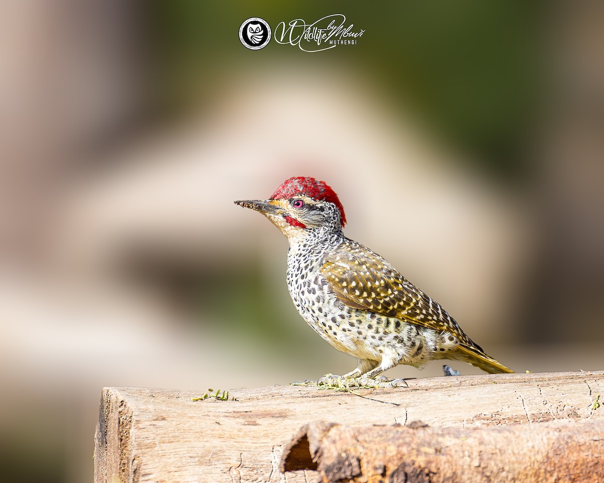 Nubian Woodpecker - ML639799801