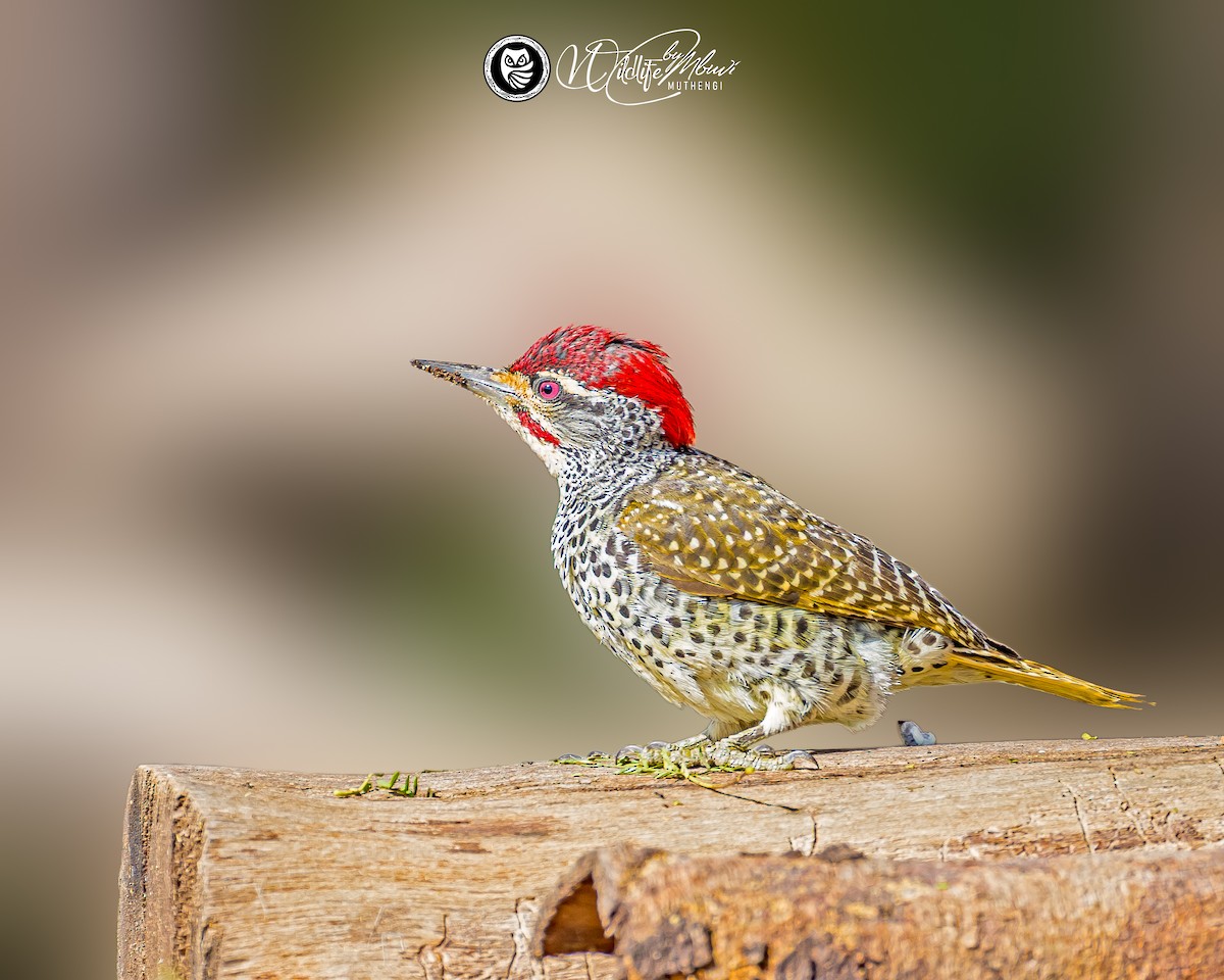 Nubian Woodpecker - ML639799802