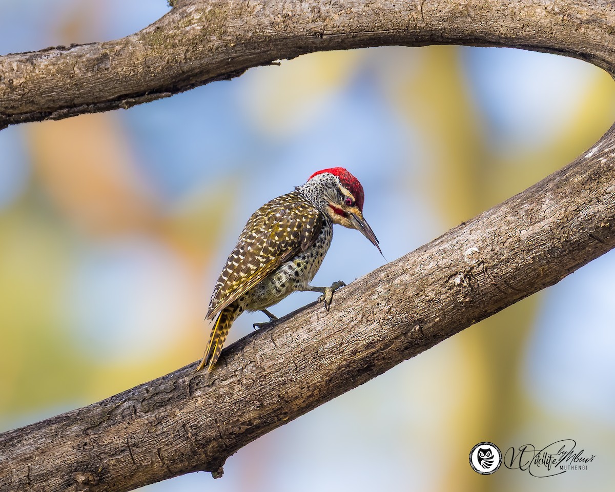 Nubian Woodpecker - ML639799803