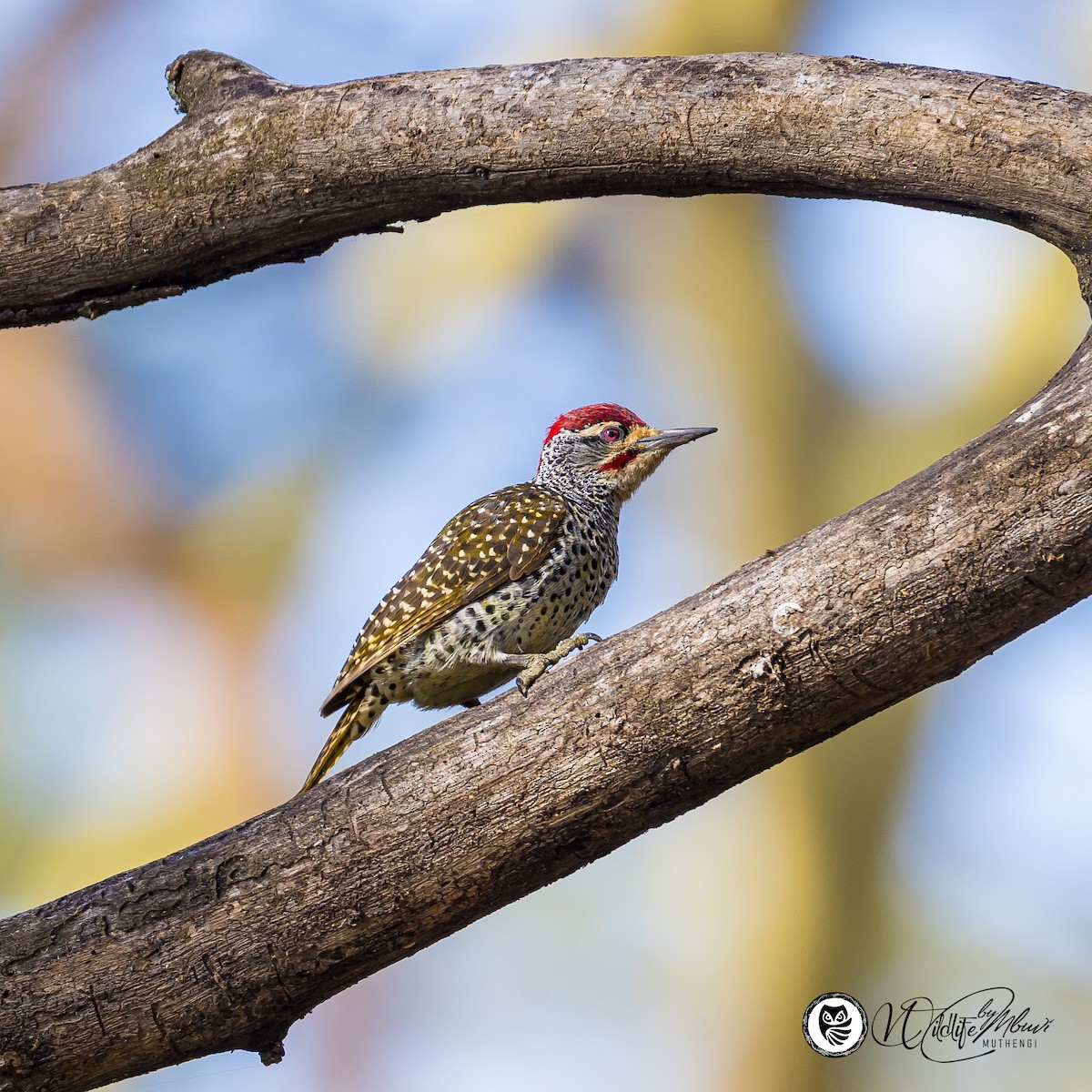 Nubian Woodpecker - ML639799804