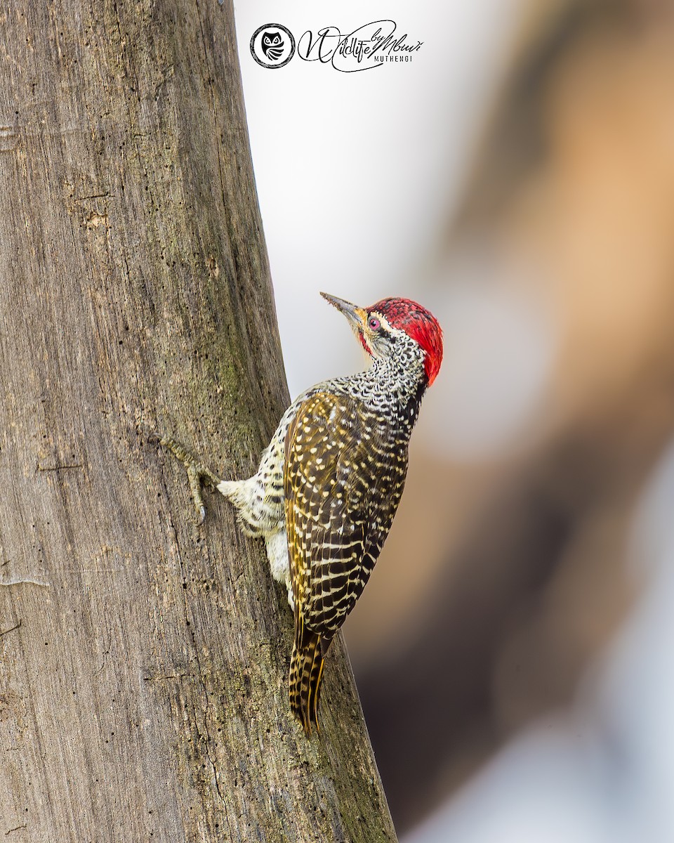Nubian Woodpecker - ML639799805