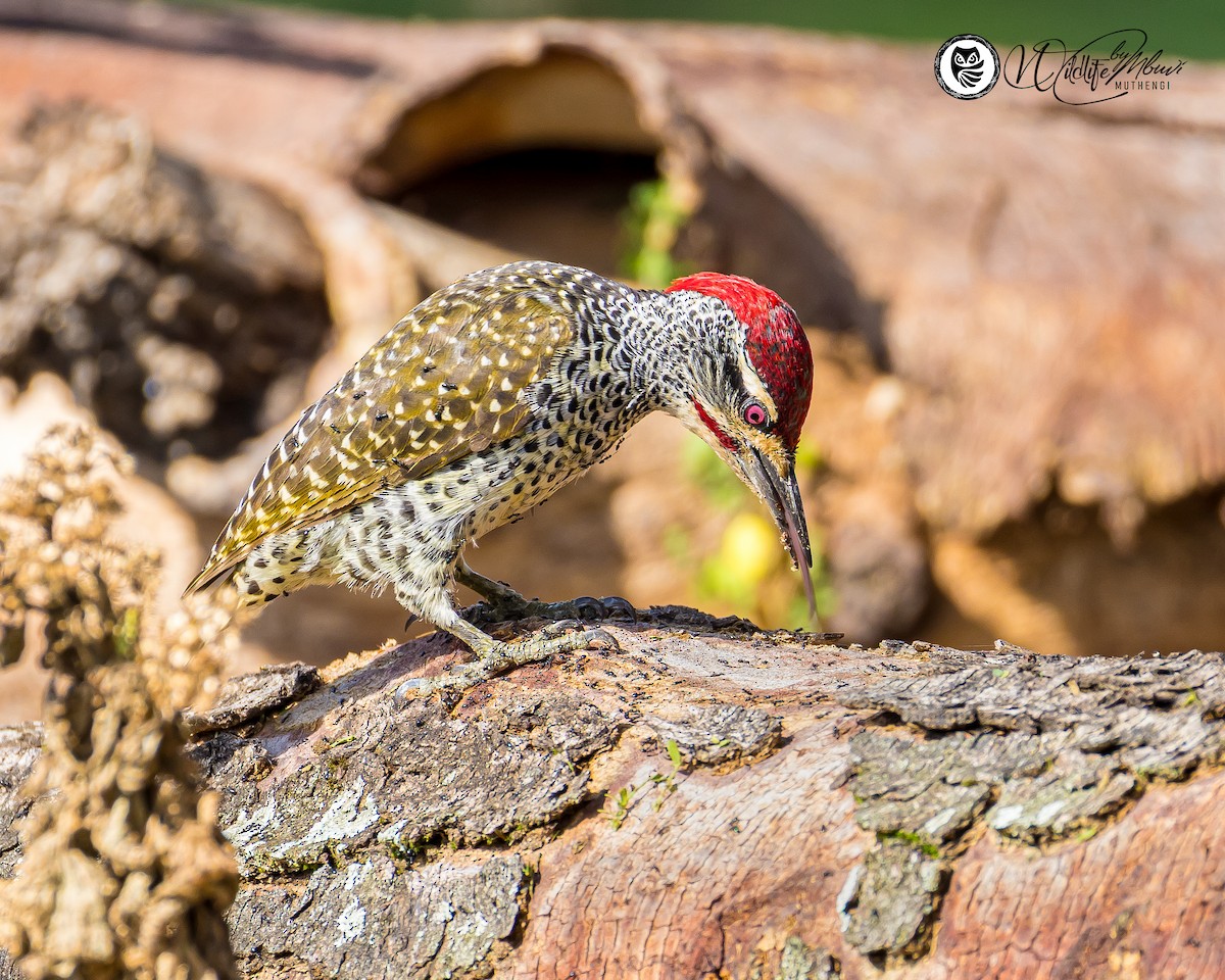 Nubian Woodpecker - ML639799806