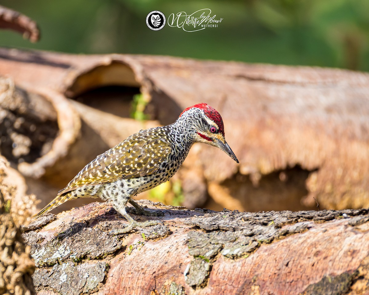 Nubian Woodpecker - ML639799807