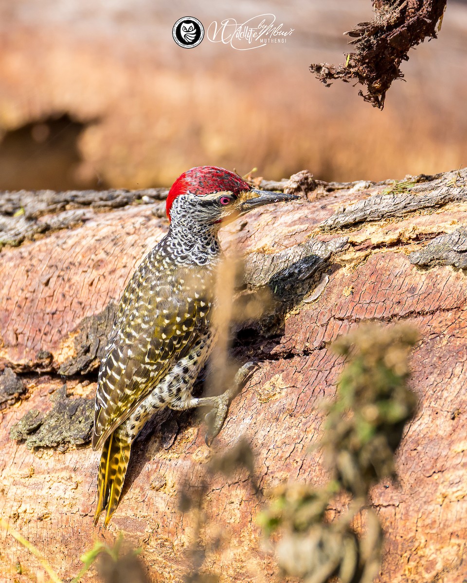 Nubian Woodpecker - ML639799808