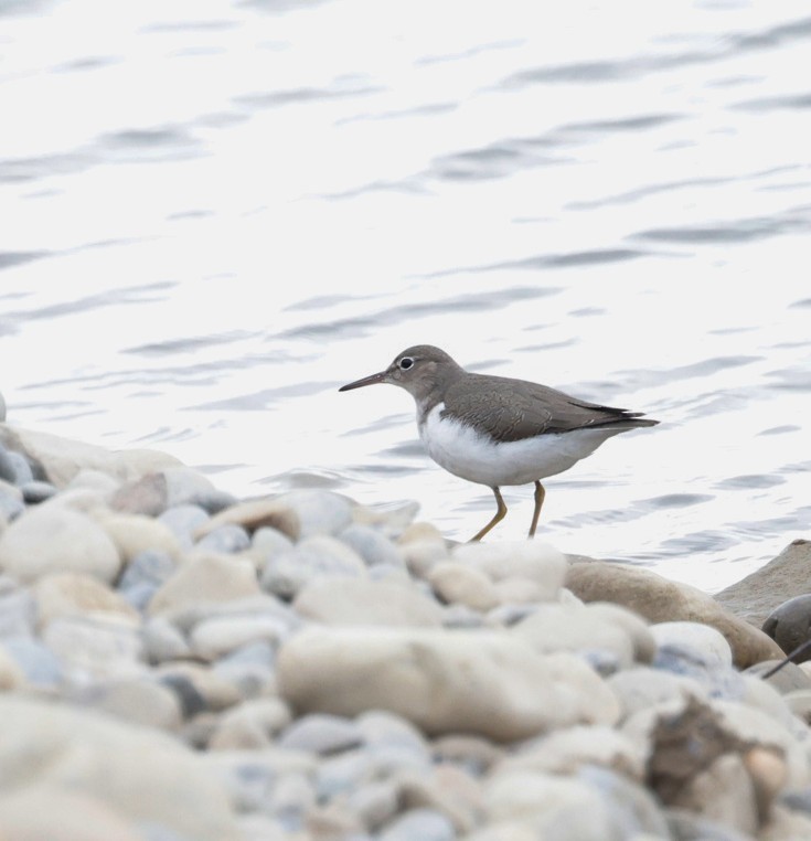 Spotted Sandpiper - ML639799818