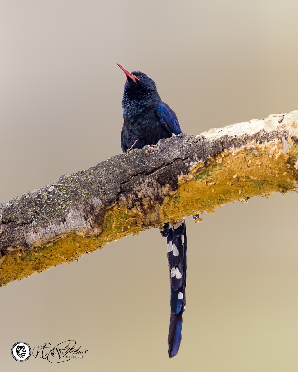 Green Woodhoopoe - ML639799819
