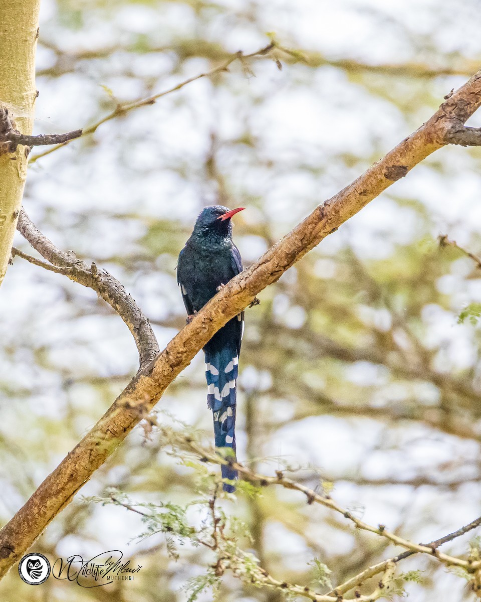 Green Woodhoopoe - ML639799820