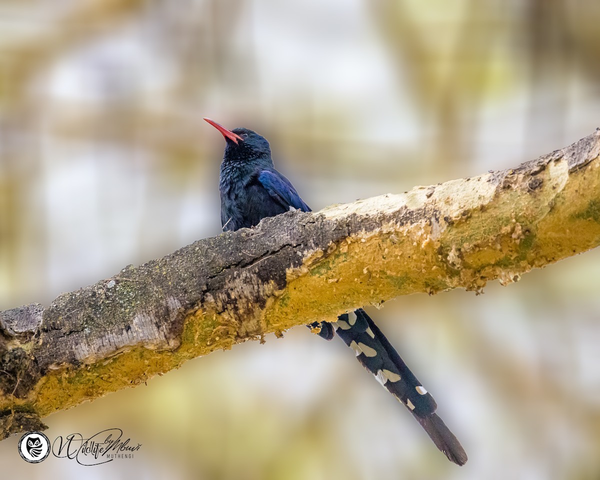 Green Woodhoopoe - ML639799821