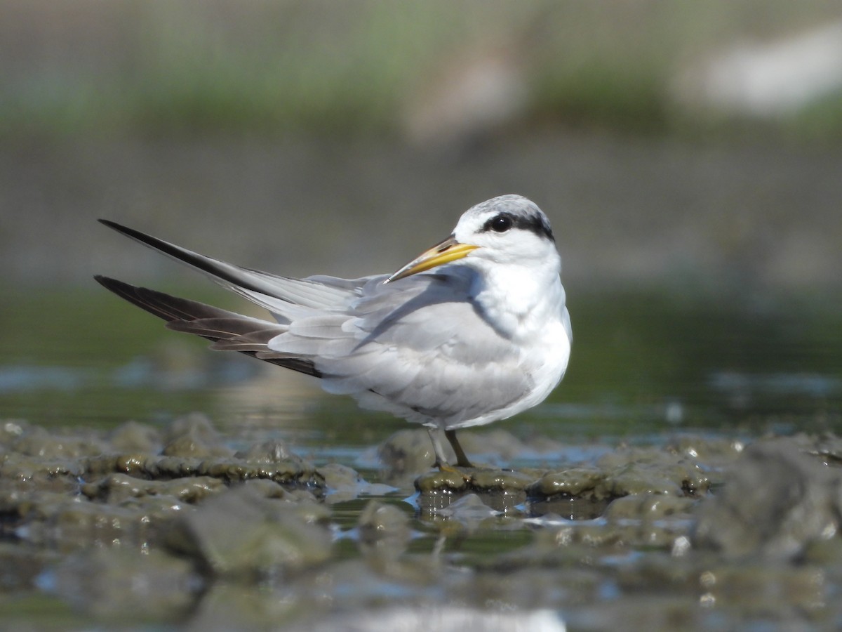 Yellow-billed Tern - ML639799822