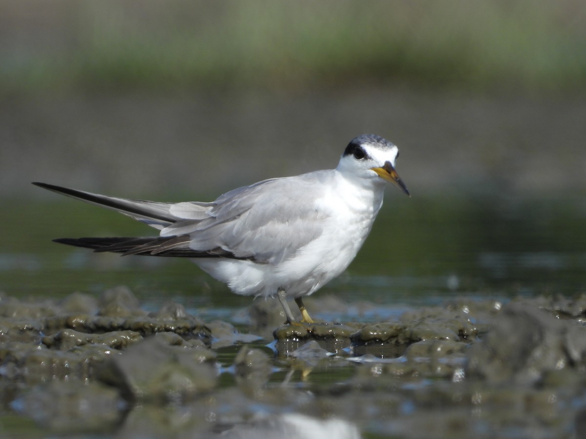 Yellow-billed Tern - ML639799827