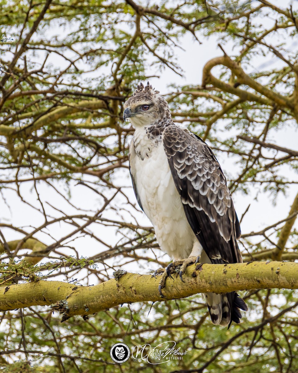 Martial Eagle - ML639799829