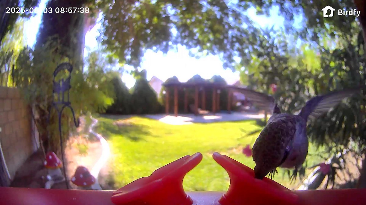 Costa's Hummingbird - ML639799832