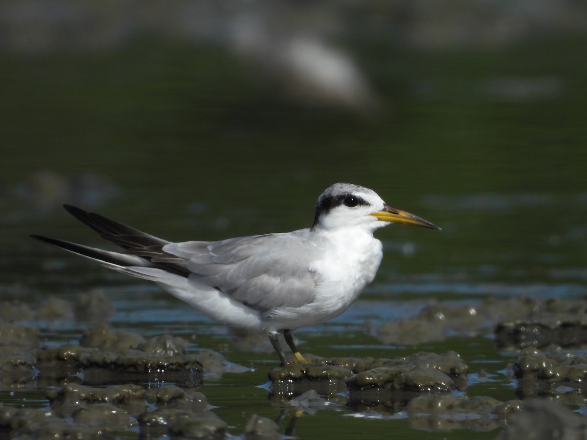 Yellow-billed Tern - ML639799834