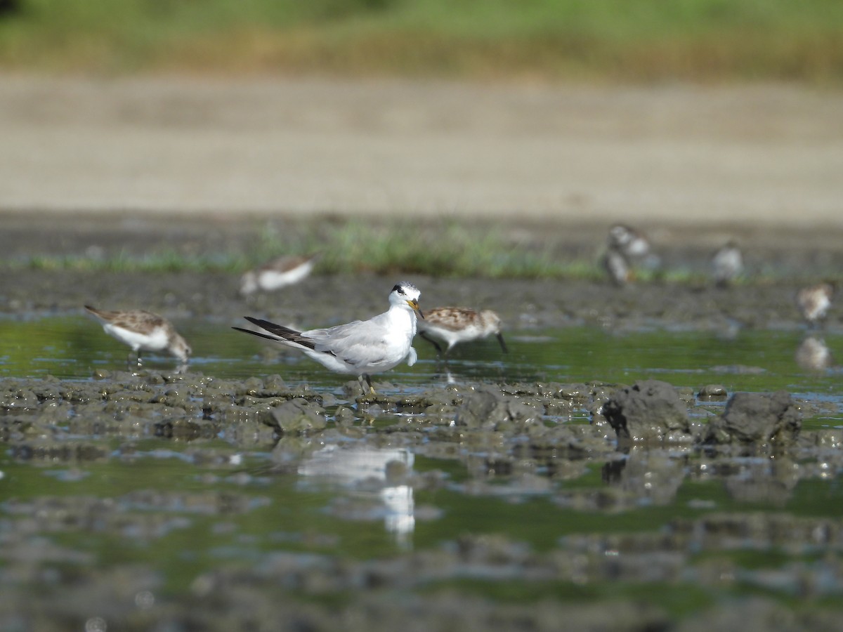 Yellow-billed Tern - ML639799843