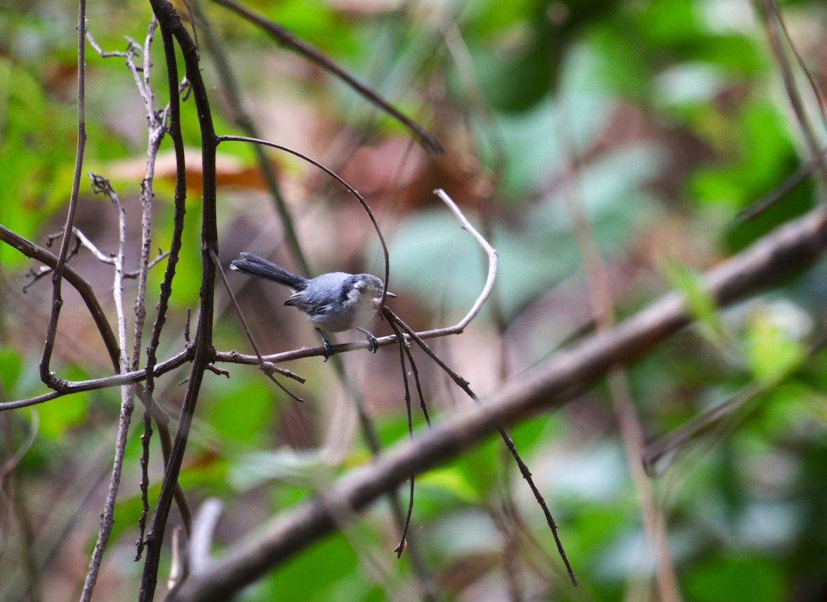 White-browed Gnatcatcher - ML639799847