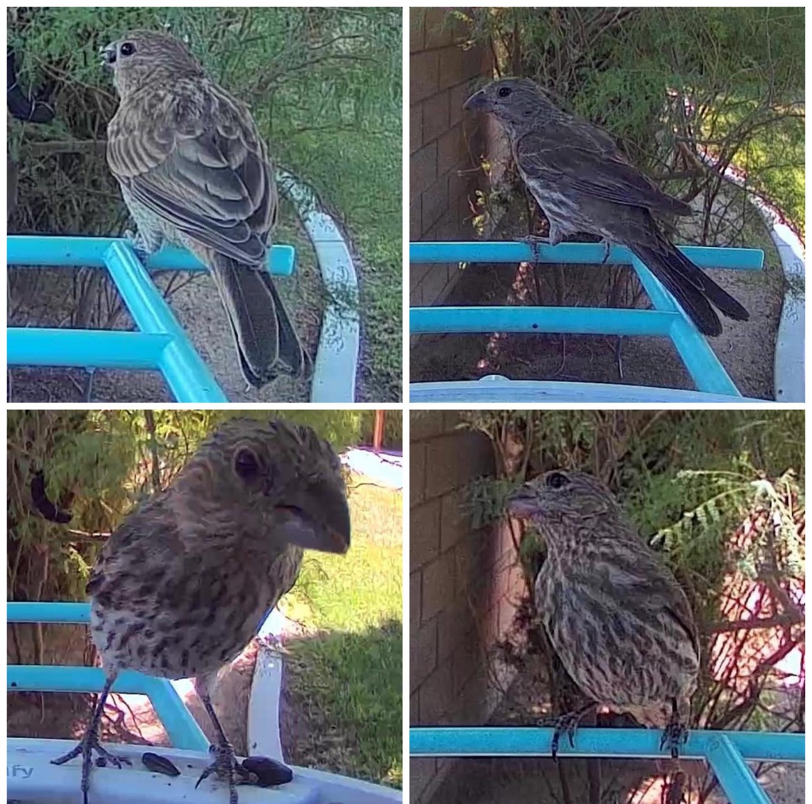 House Finch - ML639799852