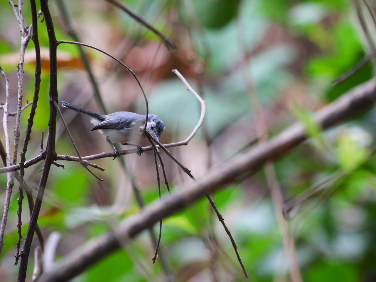 White-browed Gnatcatcher - ML639799857