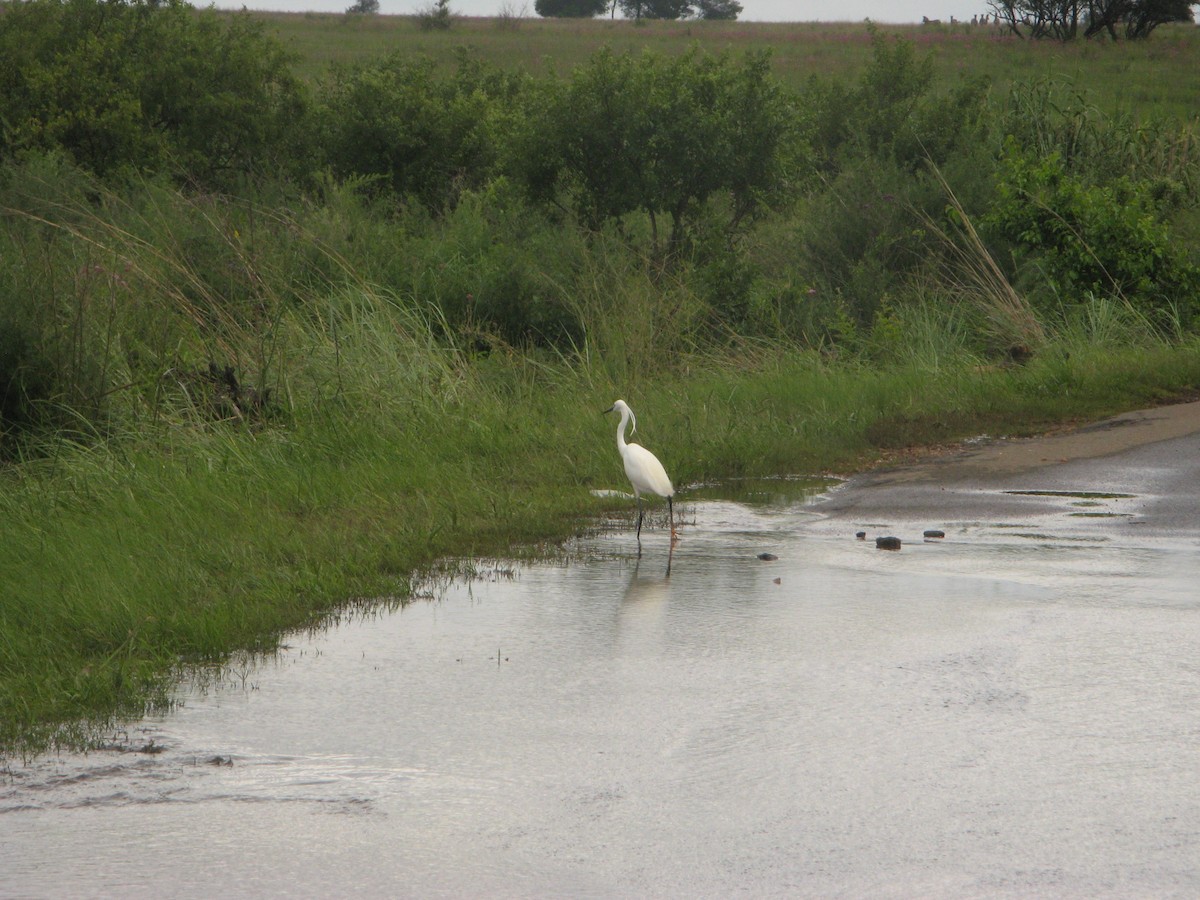 Хурган дэглий - ML639799858