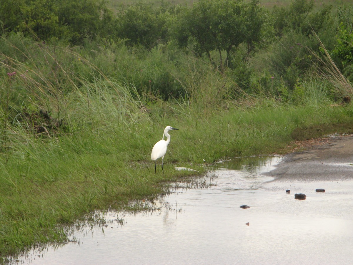 Хурган дэглий - ML639799859