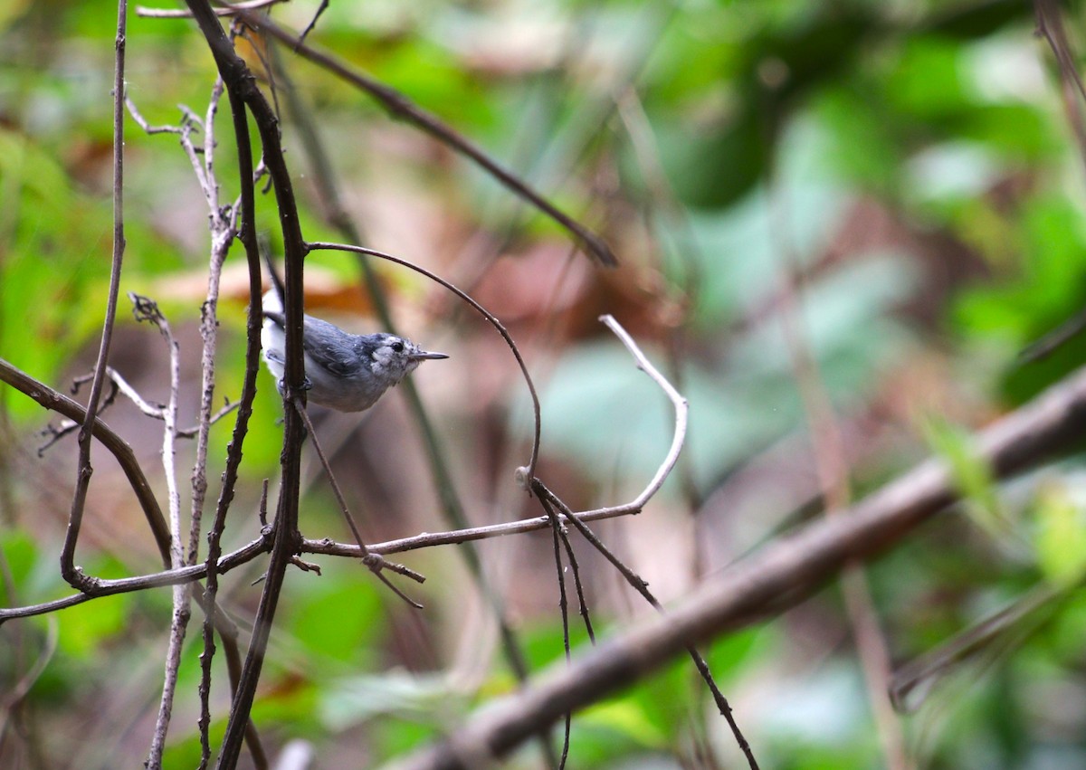 White-browed Gnatcatcher - ML639799860