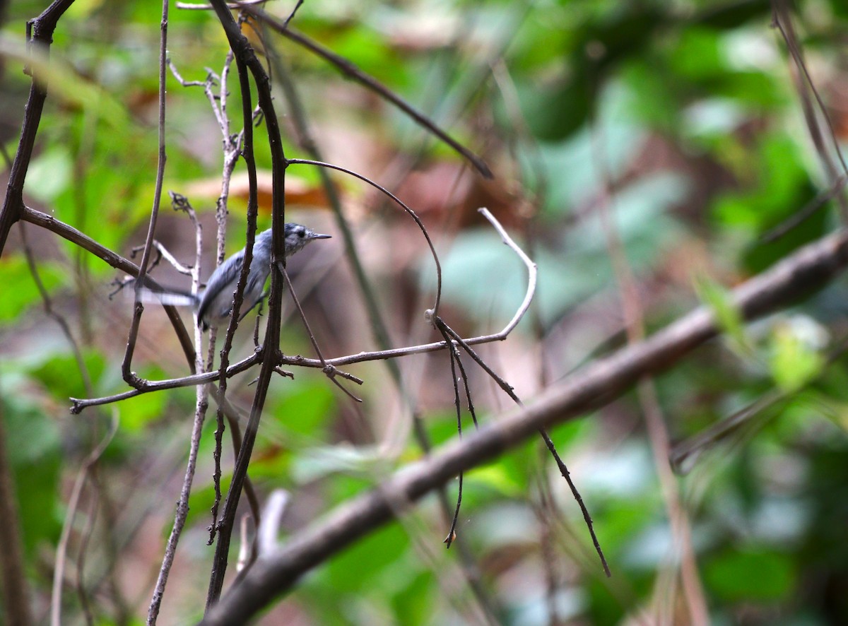 White-browed Gnatcatcher - ML639799868