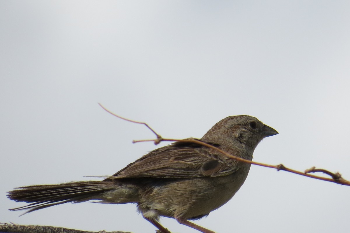 Botteri's Sparrow - ML639799873