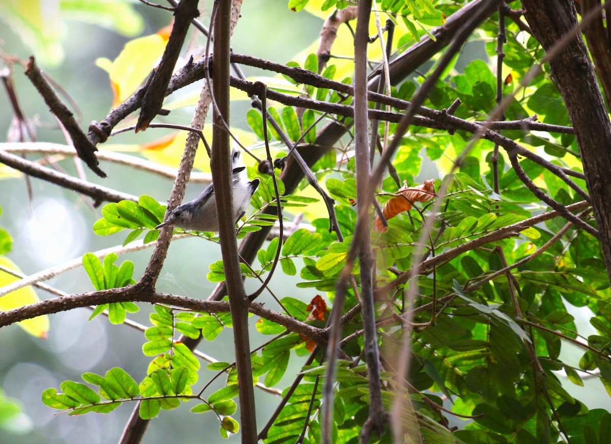 White-browed Gnatcatcher - ML639799874