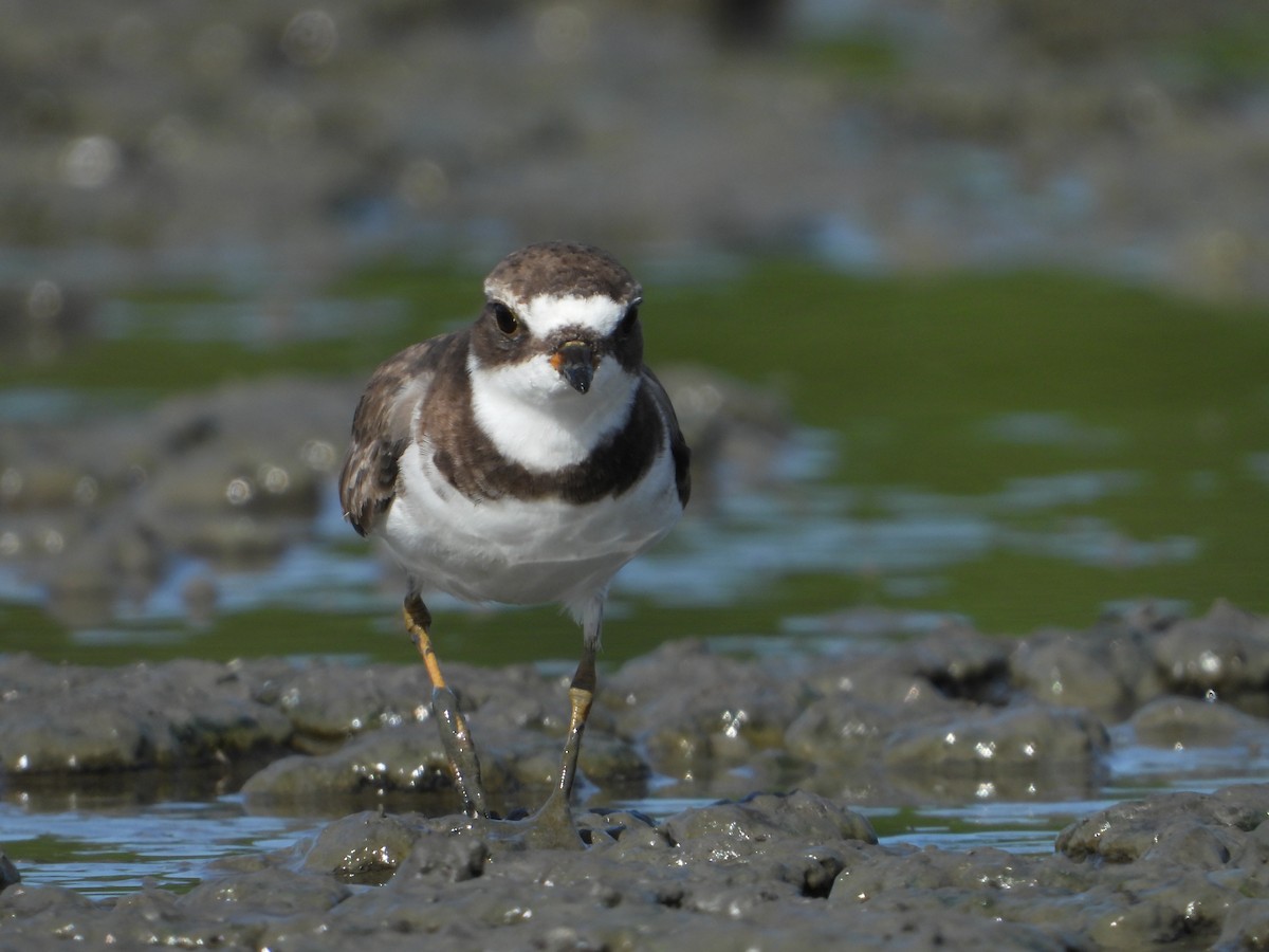 Semipalmated Plover - ML639799895
