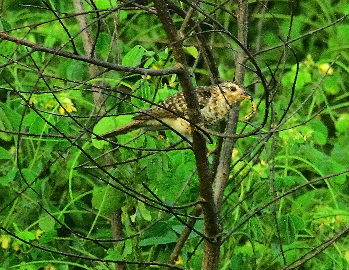 Plaintive Cuckoo - ML639799906