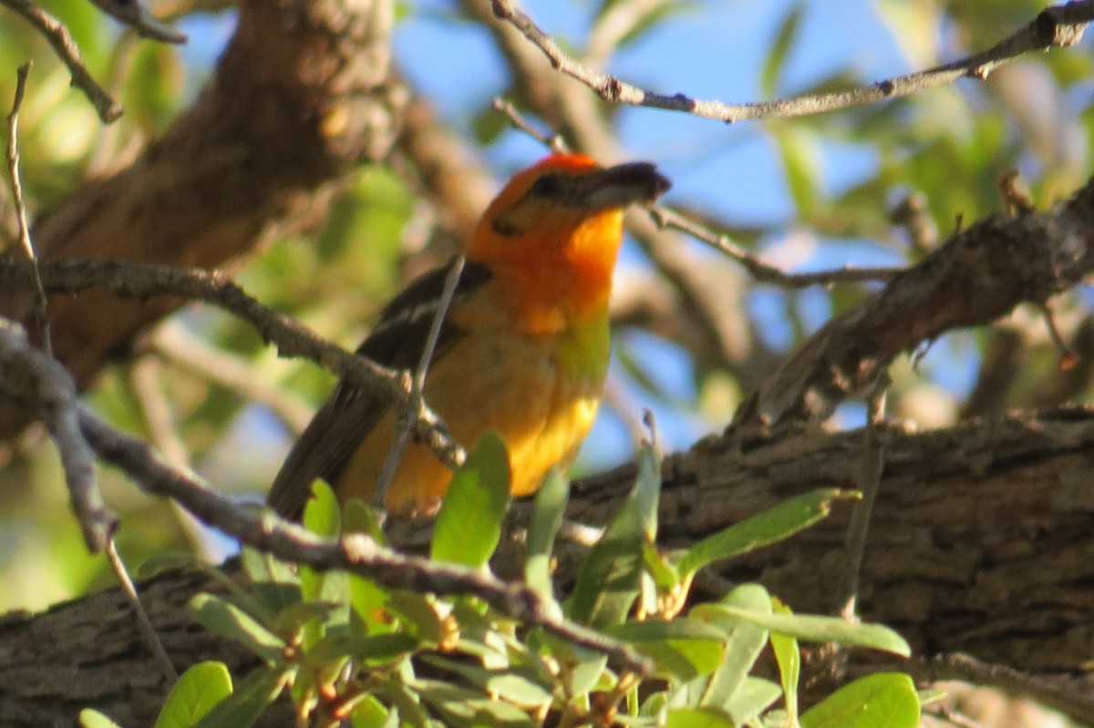 Flame-colored Tanager - ML639799922