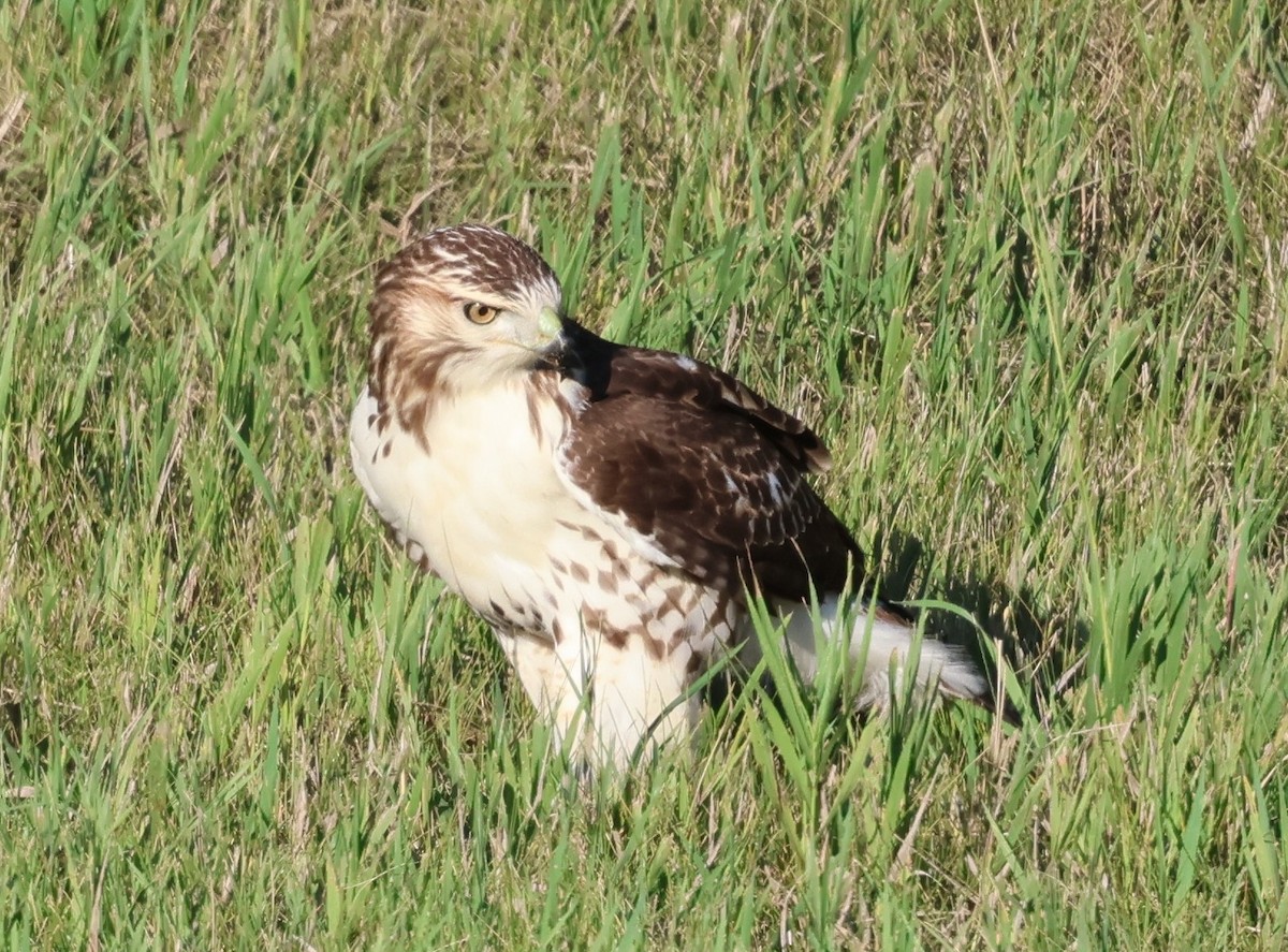 Red-tailed Hawk - ML639799973