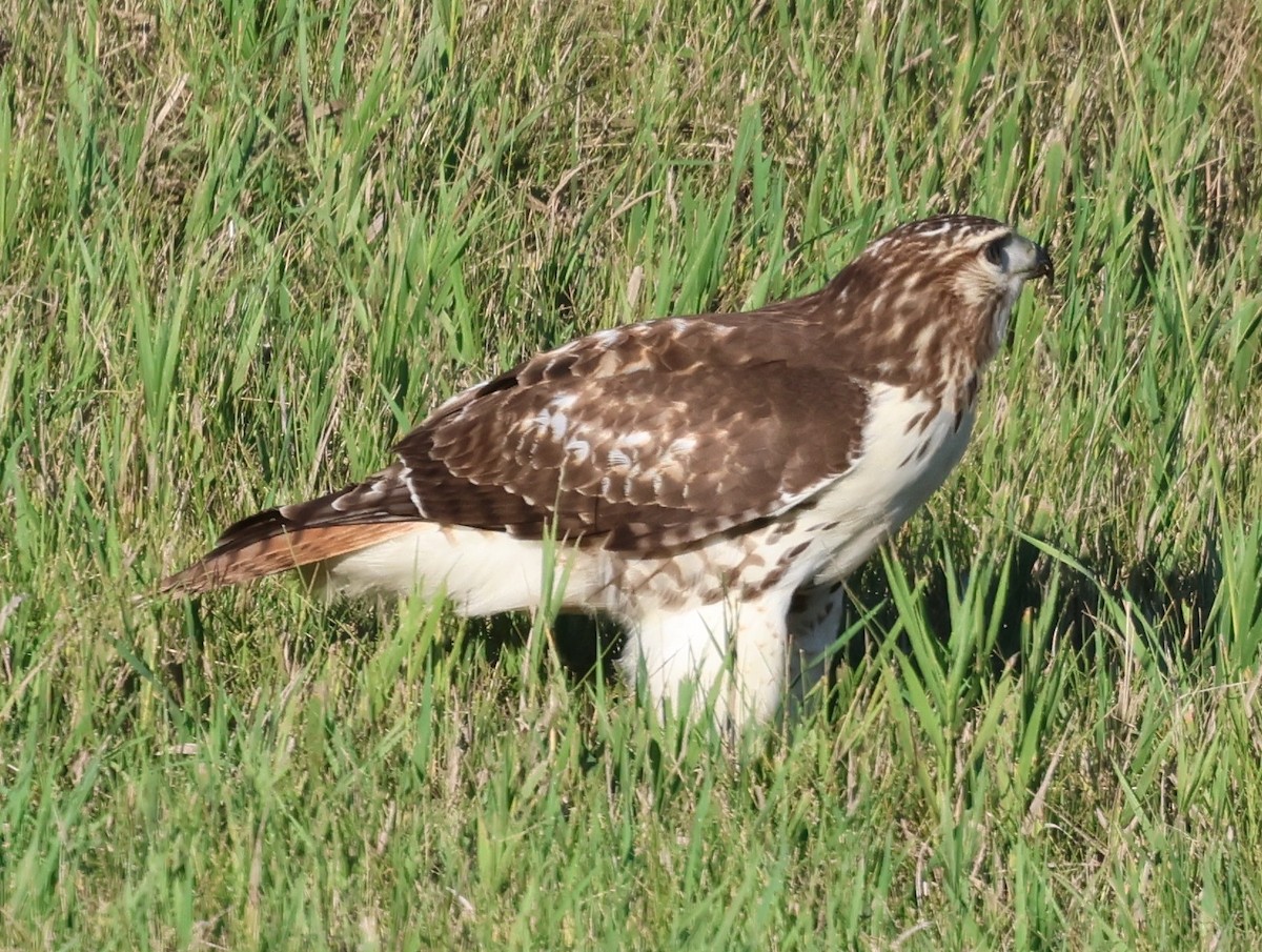Red-tailed Hawk - ML639799974