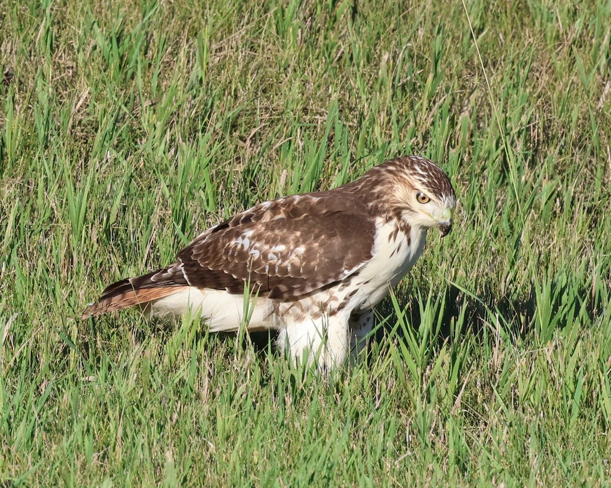 Red-tailed Hawk - ML639799975