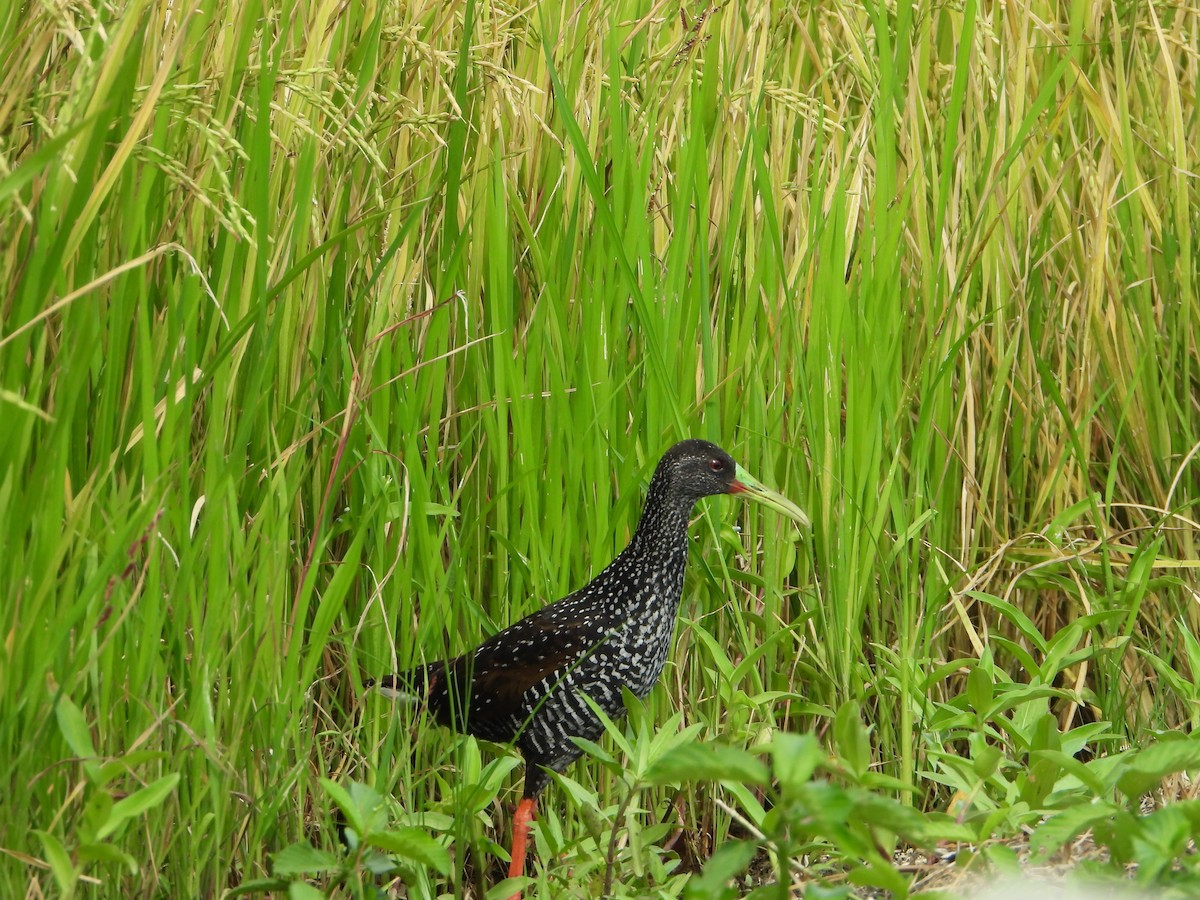 Spotted Rail - ML639799982