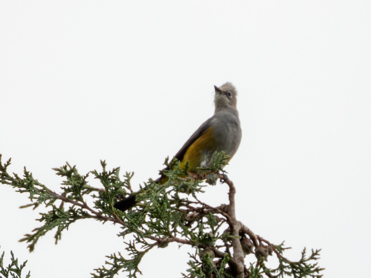 Gray Silky-flycatcher - ML639800016