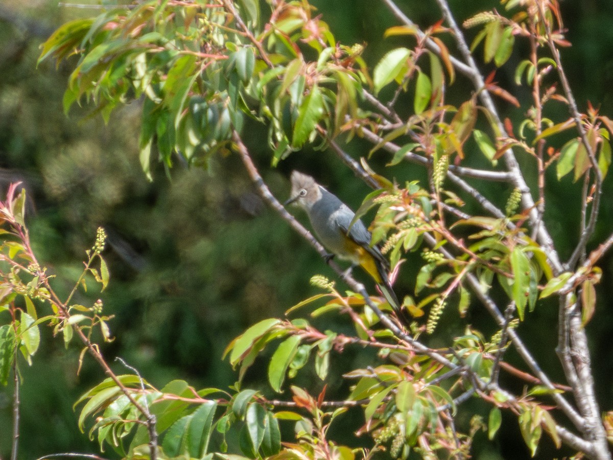 Gray Silky-flycatcher - ML639800017