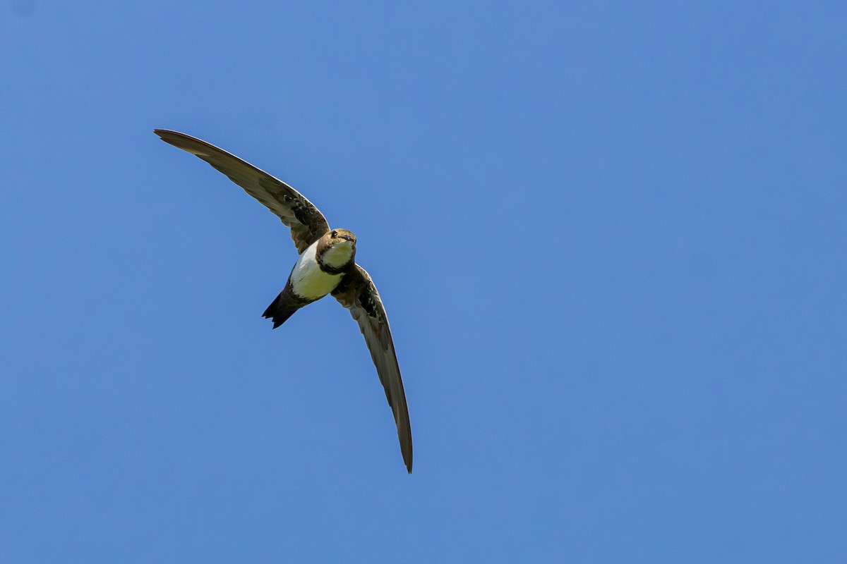 Alpine Swift - ML639800136
