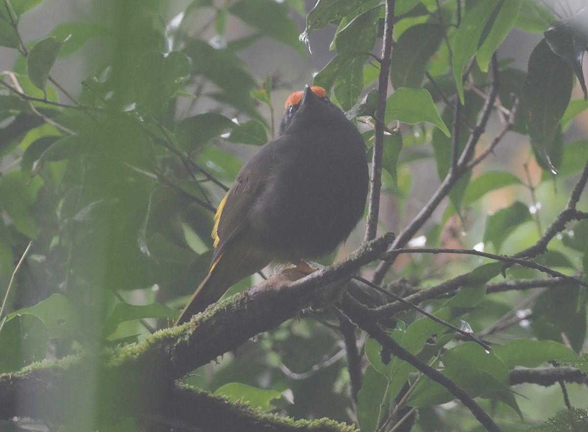 Fiery-browed Myna - ML639800154