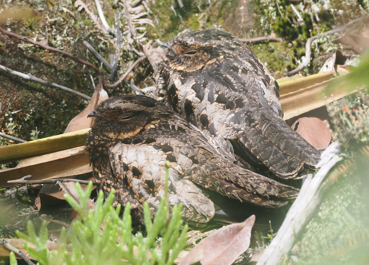 Diabolical Nightjar - ML639800218