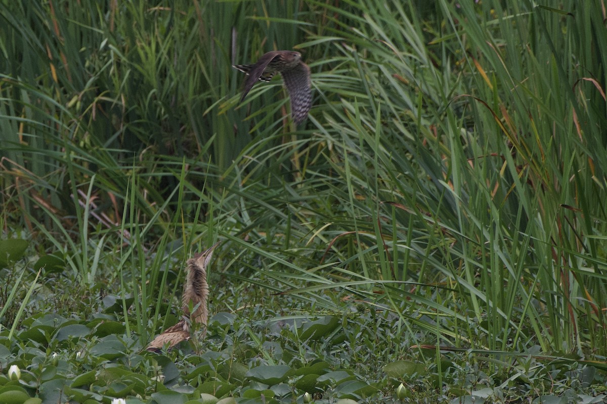 American Bittern - ML639800225