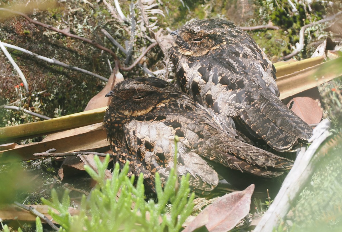 Diabolical Nightjar - ML639800226