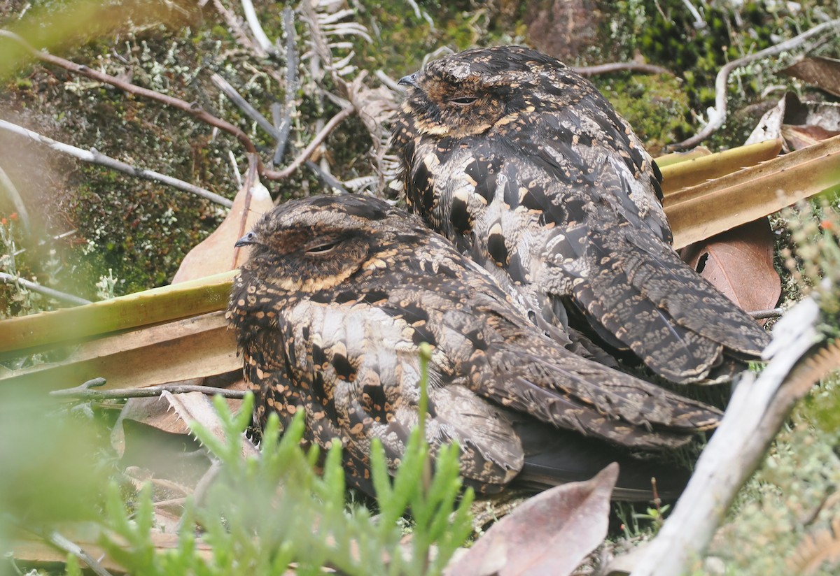 Diabolical Nightjar - ML639800239