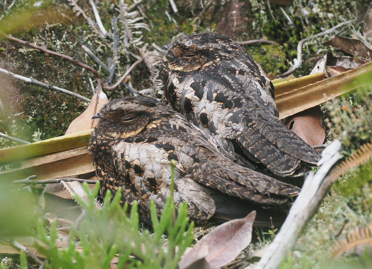 Diabolical Nightjar - ML639800254