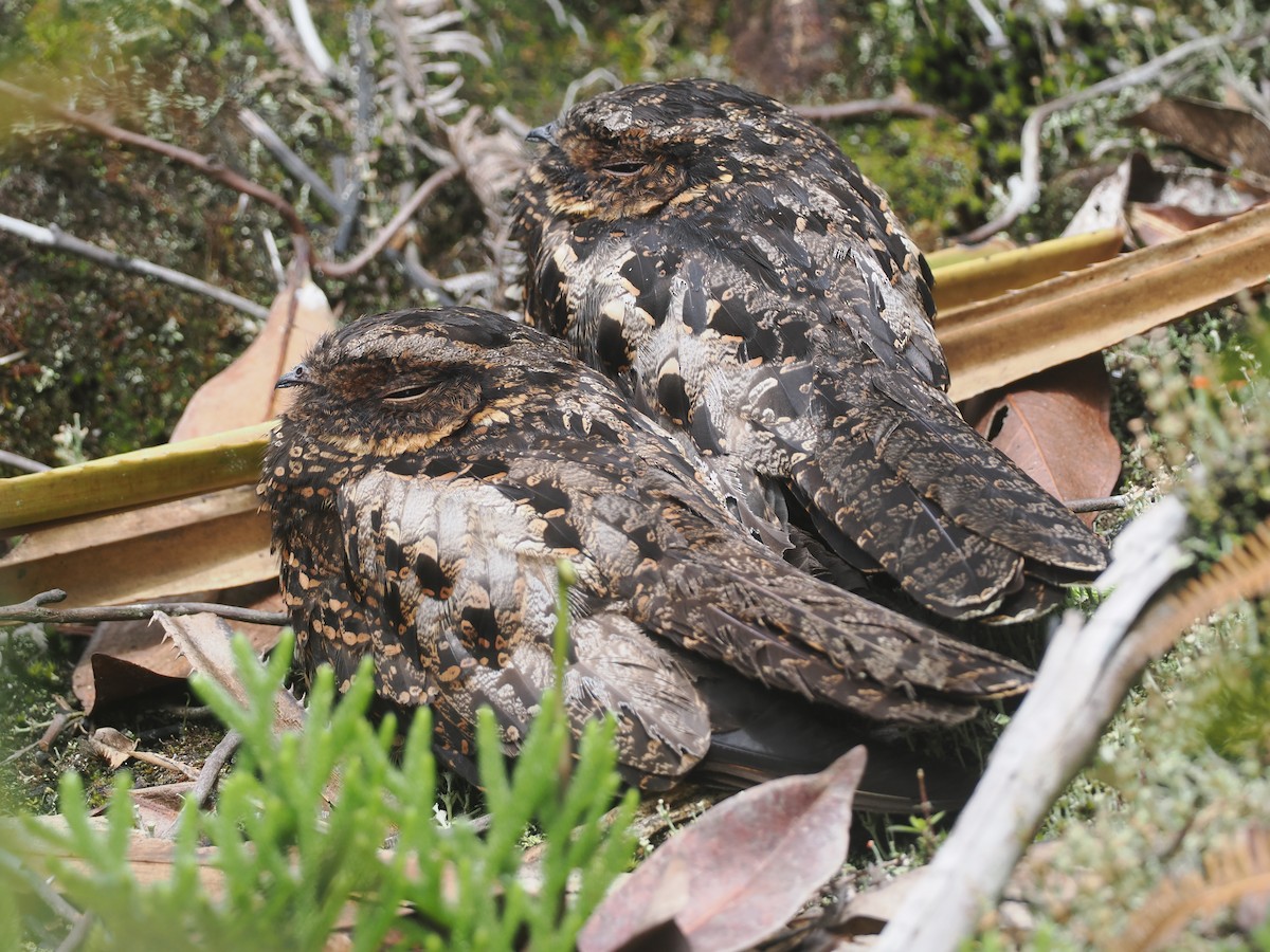 Diabolical Nightjar - ML639800262