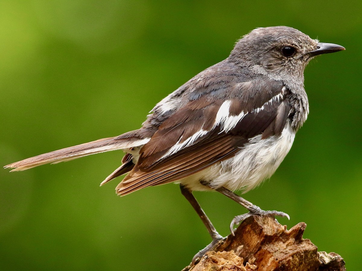 Oriental Magpie-Robin - ML639800302