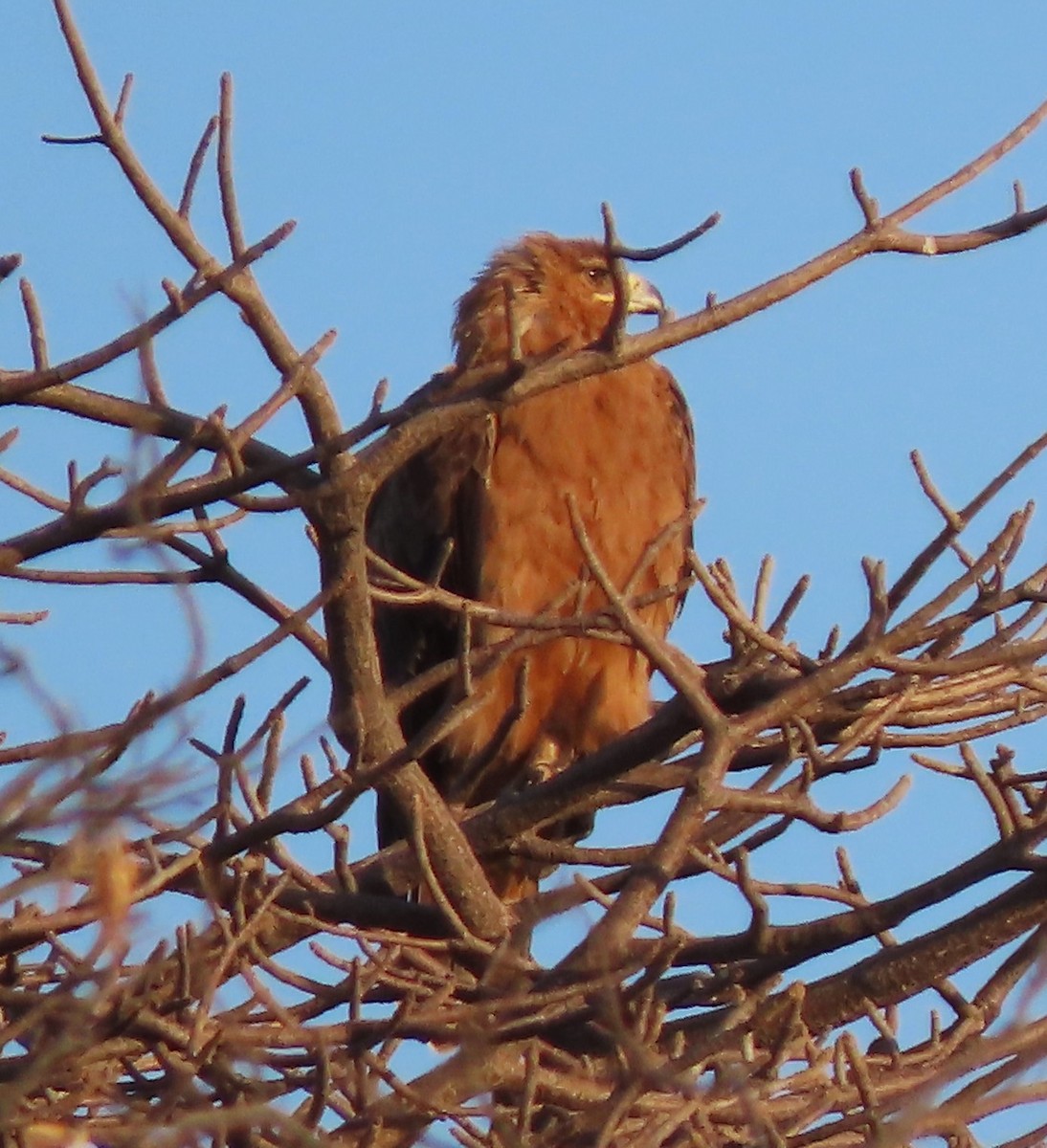 Tawny Eagle - ML639800444