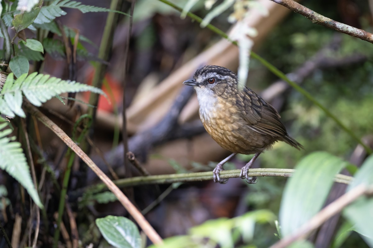 Mountain Wren-Babbler - ML639800449