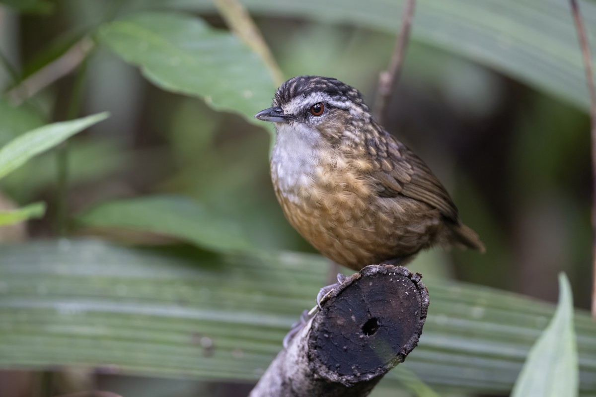 Mountain Wren-Babbler - ML639800450
